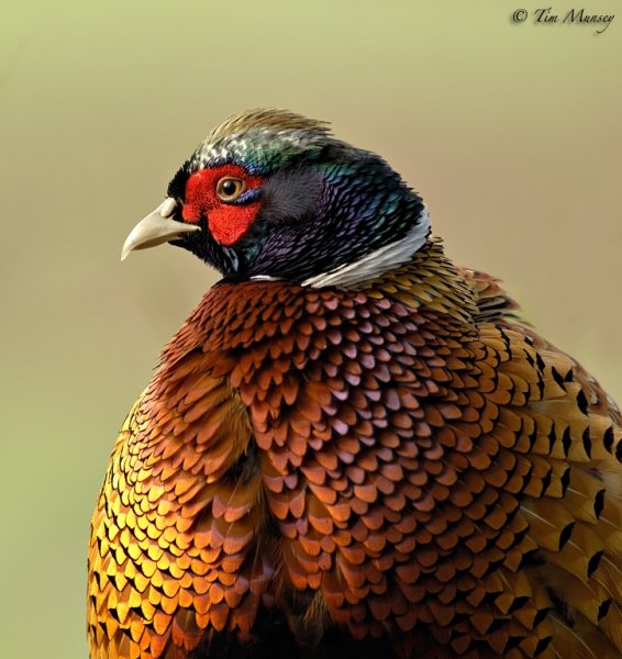 Pheasant Splendour.jpg